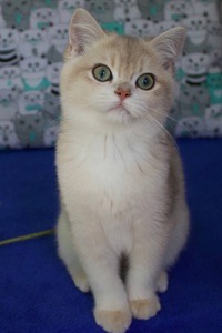 Кошеня Британськой Шиншили