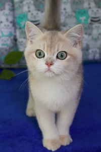Кошеня Британськой Шиншили