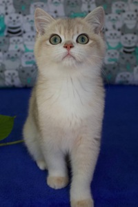 Кошеня Британськой Шиншили