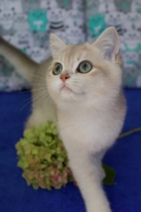 Кошеня Британськой Шиншили