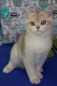 Кошеня Британськой Шиншили