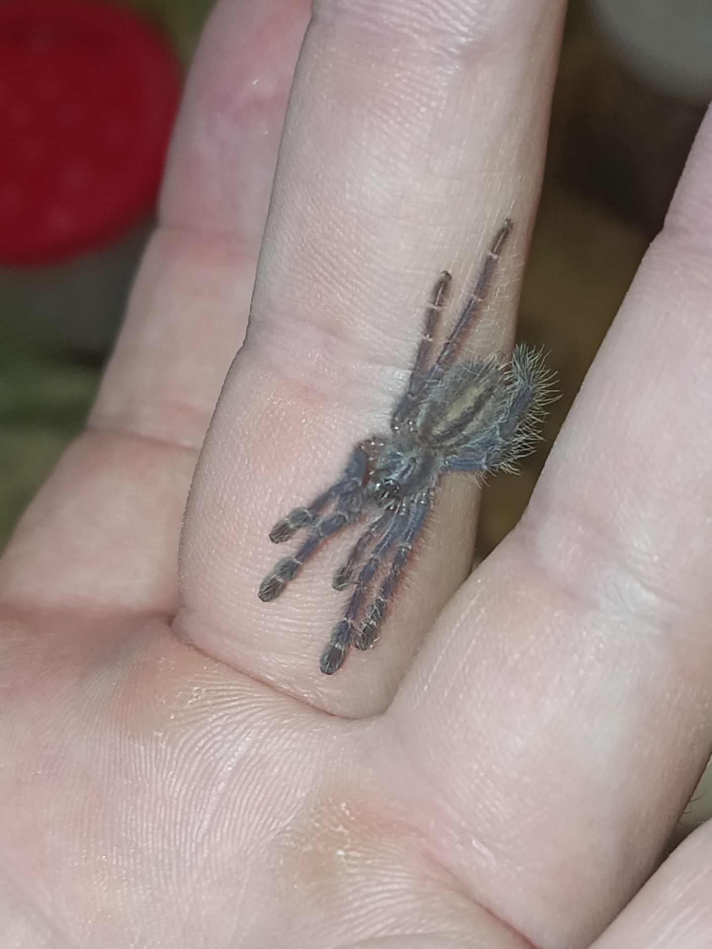 Poecilotheria metallica L2-3