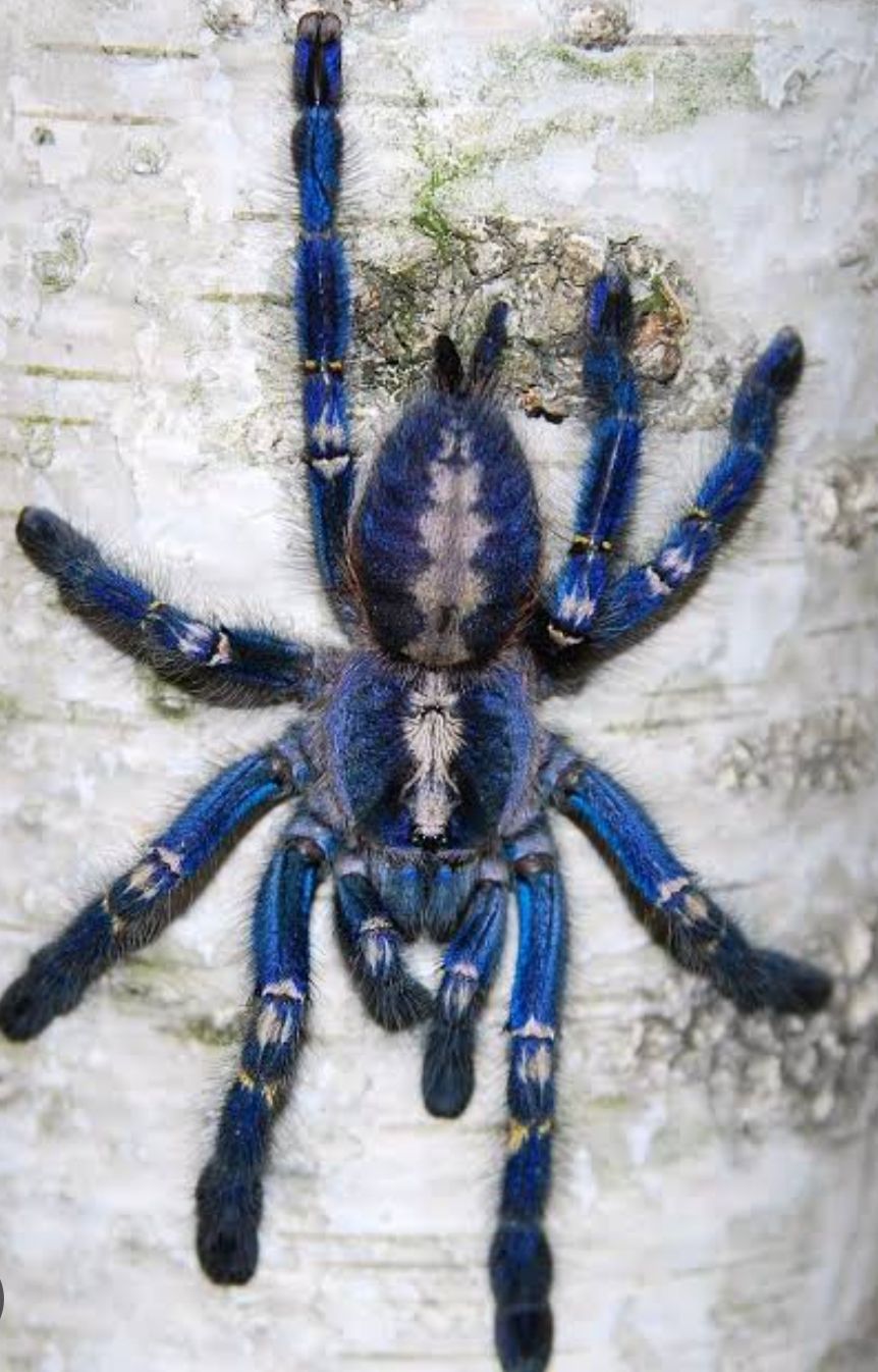 Poecilotheria metallica L2-3