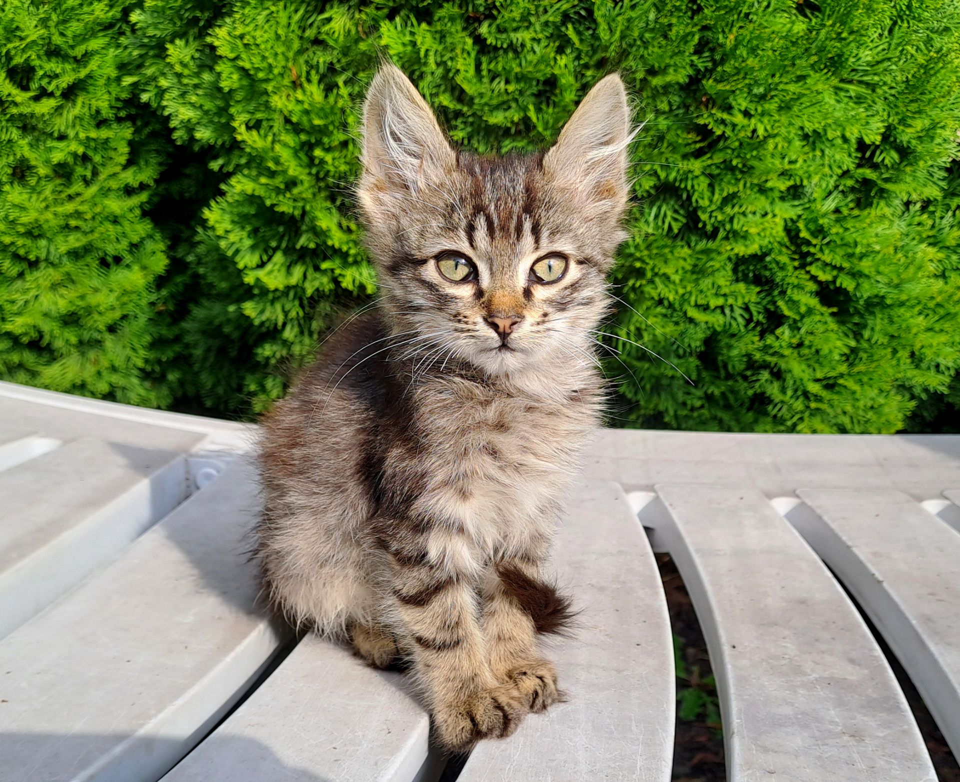 Серый Полосатый Котенок