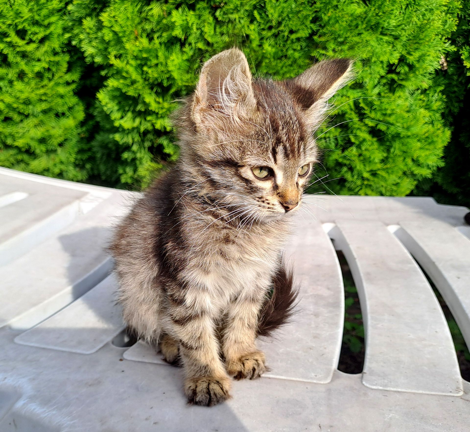 Серый Полосатый Котенок