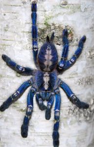Poecilotheria metallica L2-3