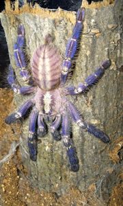 Poecilotheria metallica L2-3