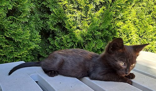 Черный котенок с желтыми глазами
