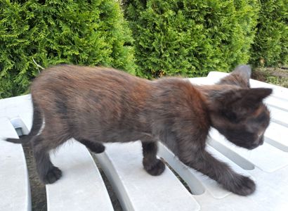 Черный котенок с желтыми глазами