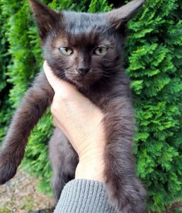 Черный котенок с желтыми глазами