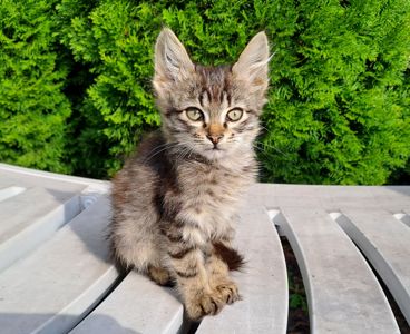 Серый Полосатый Котенок
