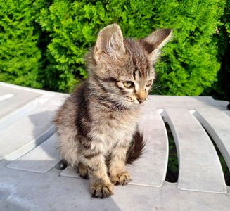 Серый Полосатый Котенок