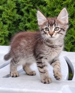Серый Полосатый Котенок