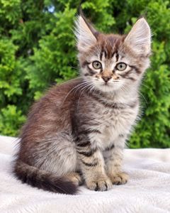 Серый Полосатый Котенок