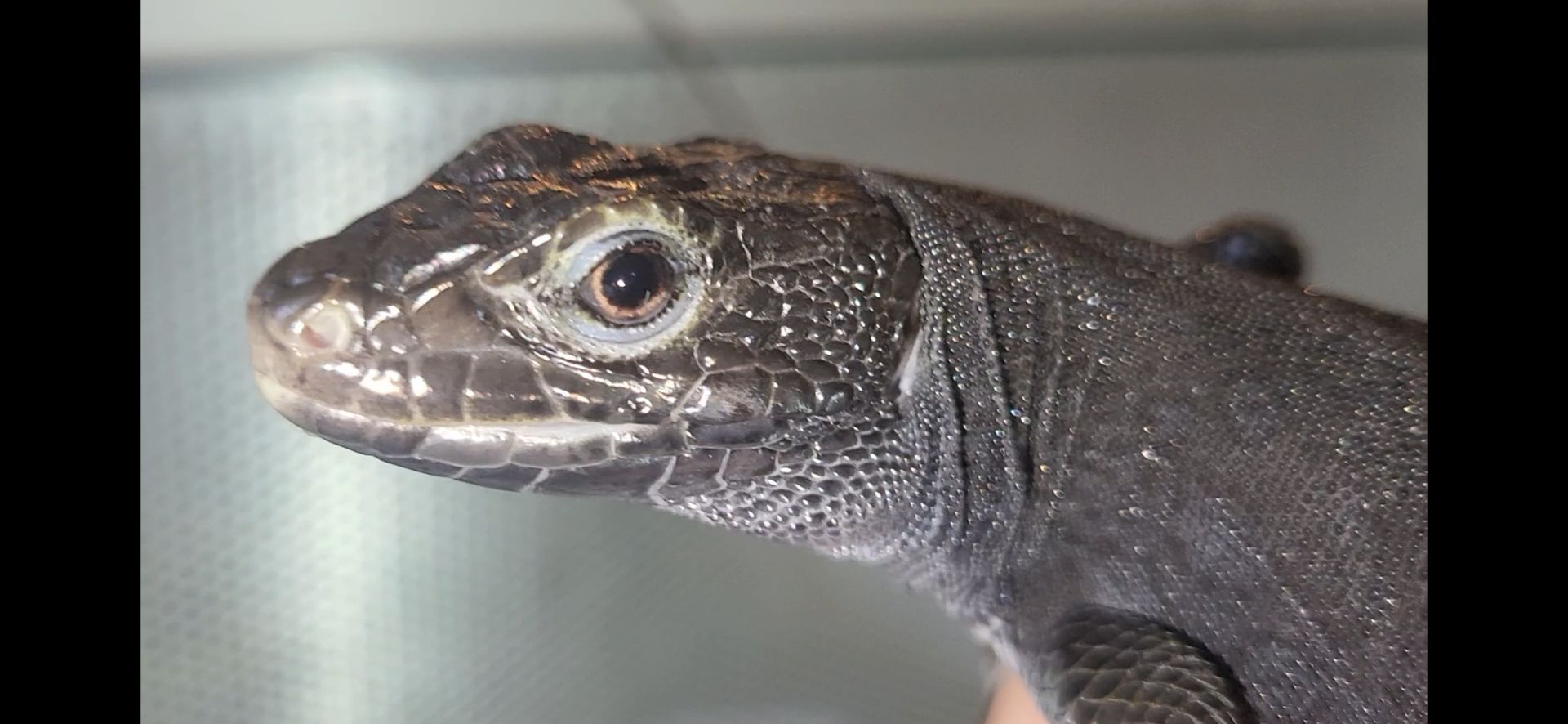 Перлинна ящірка чорна/ Timon lepidus melanistic. Самка