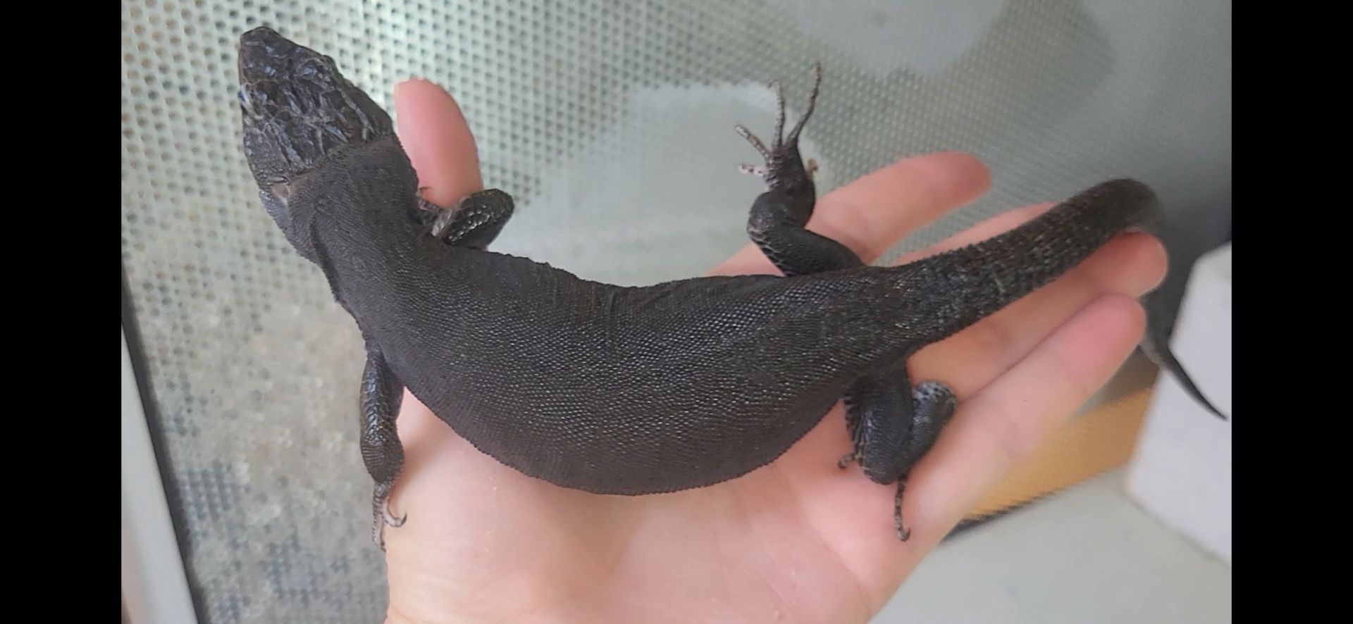 Перлинна ящірка чорна/ Timon lepidus melanistic. Самка