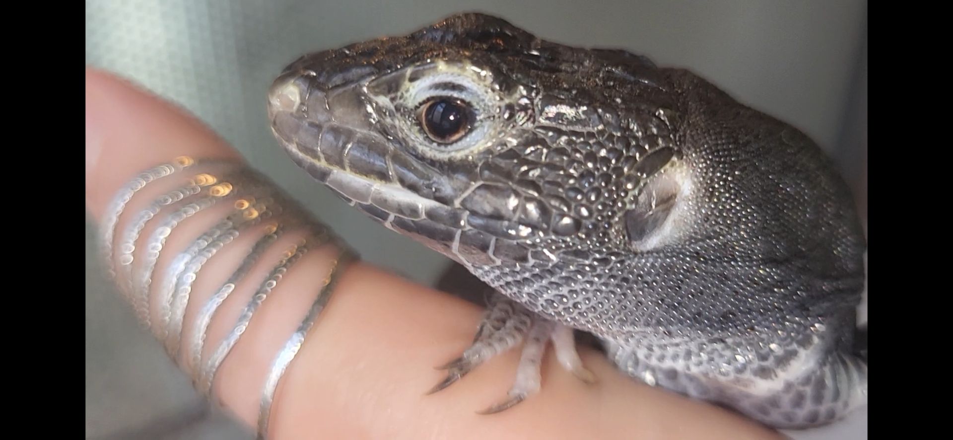 Перлинна ящірка чорна/ Timon lepidus melanistic. Самка