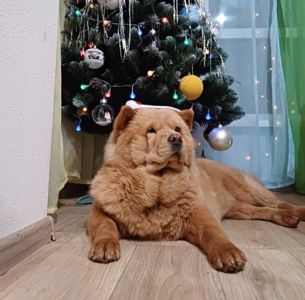 Чаушка ищет жениха)