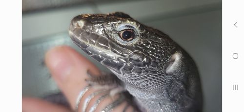Перлинна ящірка чорна/ Timon lepidus melanistic. Самка