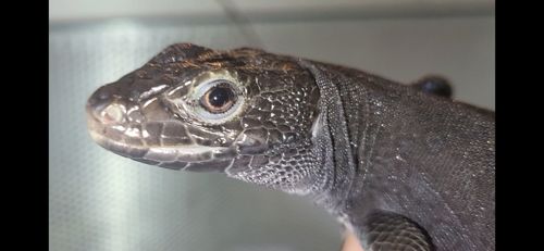 Перлинна ящірка чорна/ Timon lepidus melanistic. Самка