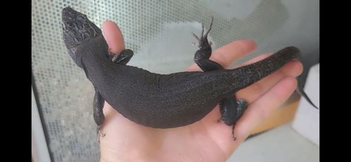 Перлинна ящірка чорна/ Timon lepidus melanistic. Самка