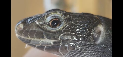 Перлинна ящірка чорна/ Timon lepidus melanistic. Самка