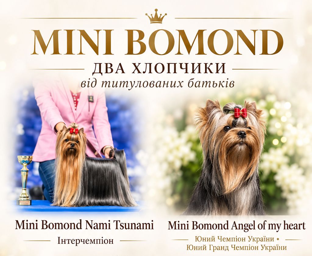 Високопородні цуценята йоркширського тер'єра