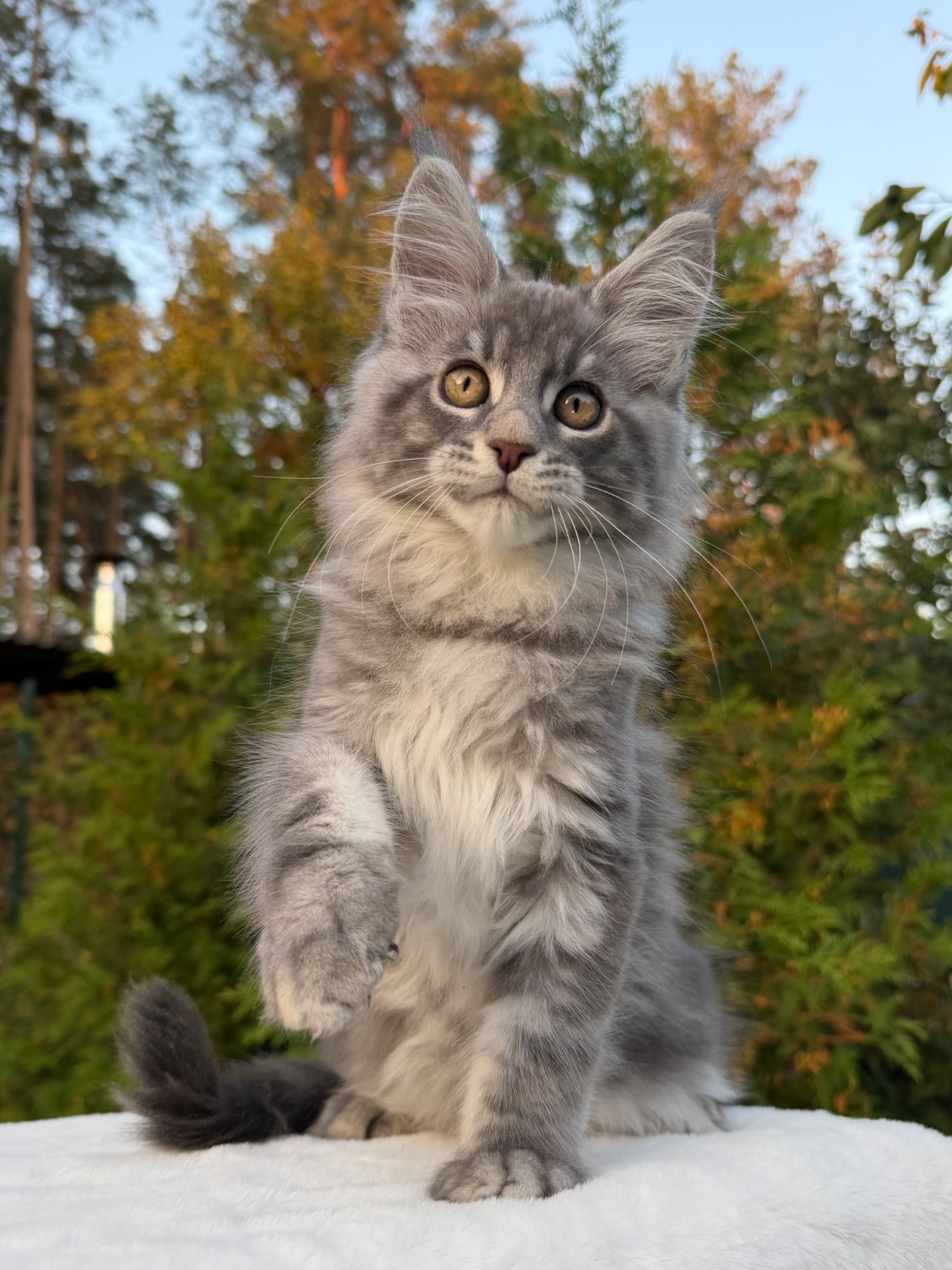 Мейн кун хлопчик Winner