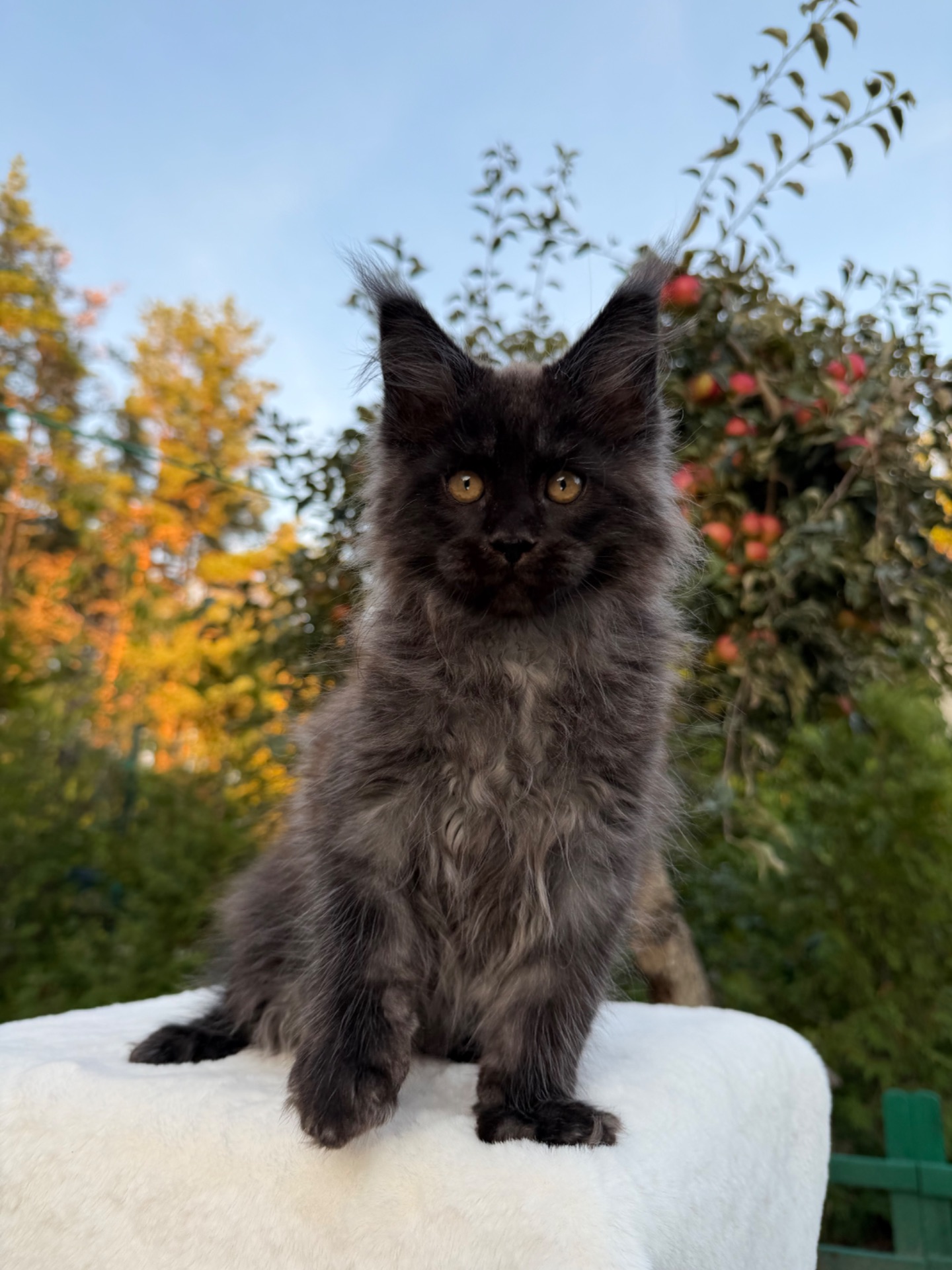 Хлопчик Мейн Кун William