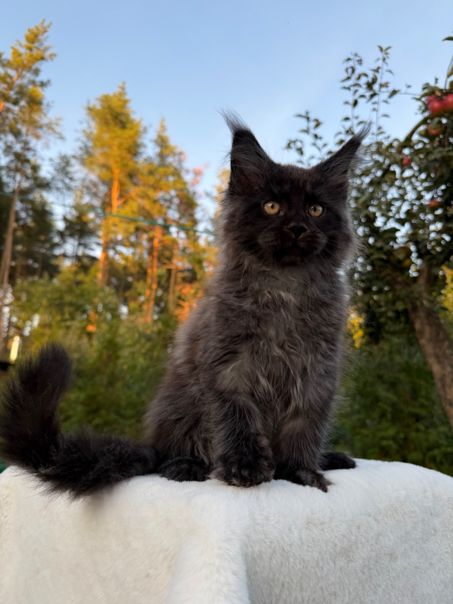 Хлопчик Мейн Кун William