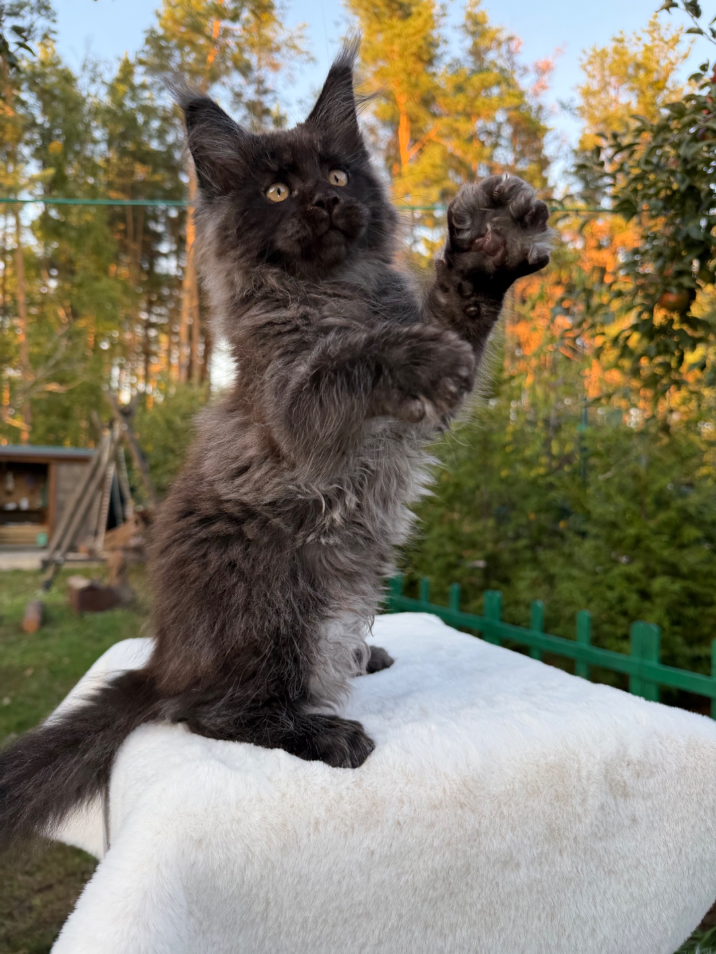 Хлопчик Мейн Кун William