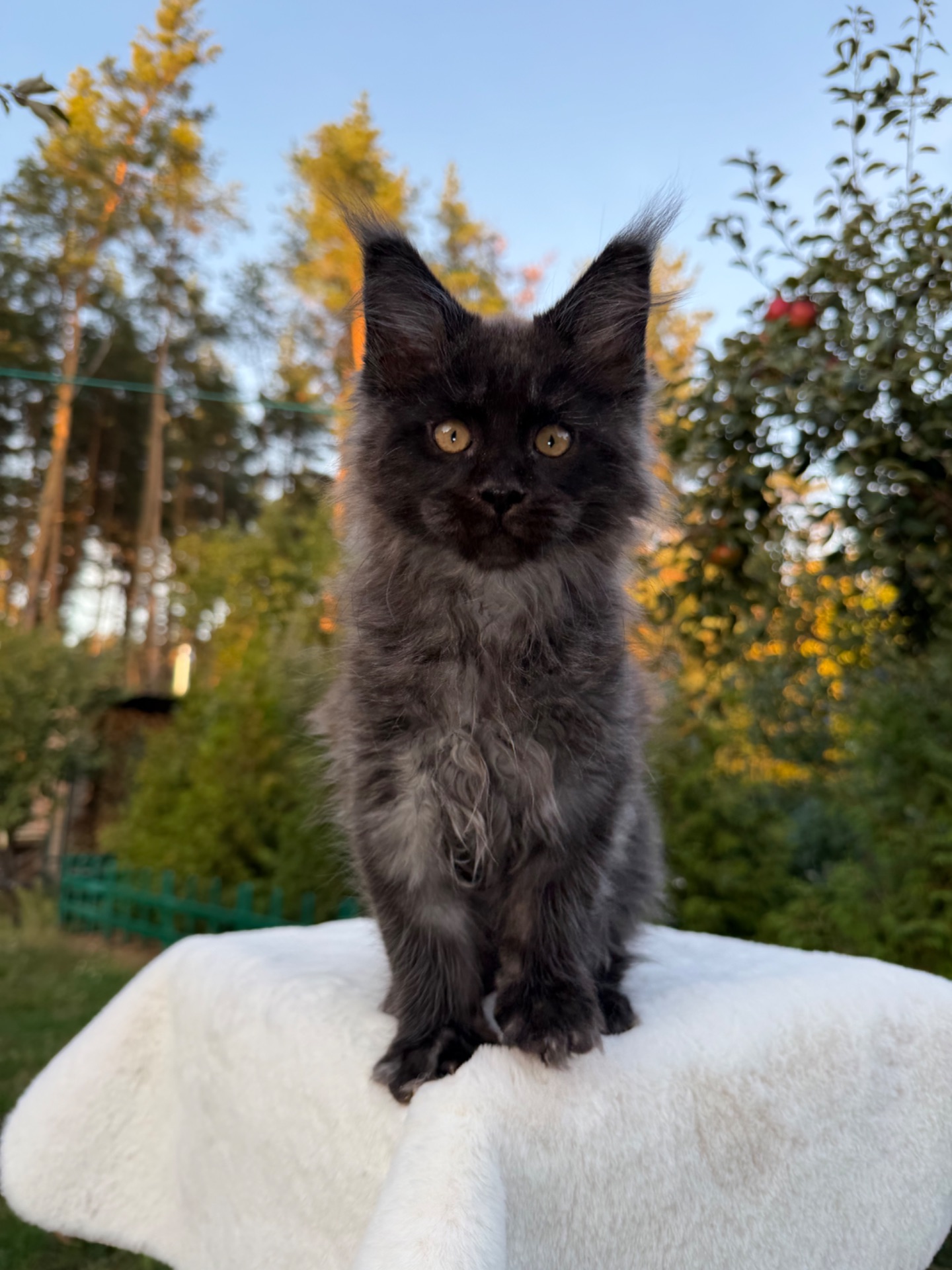 Хлопчик Мейн Кун William