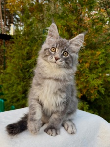 Мейн кун хлопчик Winner