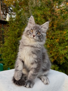 Мейн кун хлопчик Winner