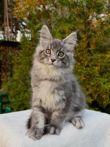 Мейн кун хлопчик Winner