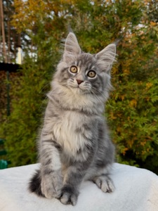 Мейн кун хлопчик Winner