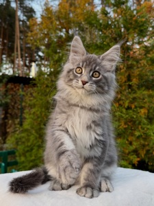 Мейн кун хлопчик Winner