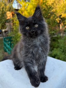 Хлопчик Мейн Кун William