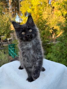 Хлопчик Мейн Кун William