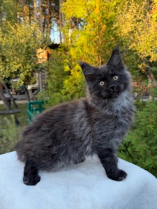 Хлопчик Мейн Кун William