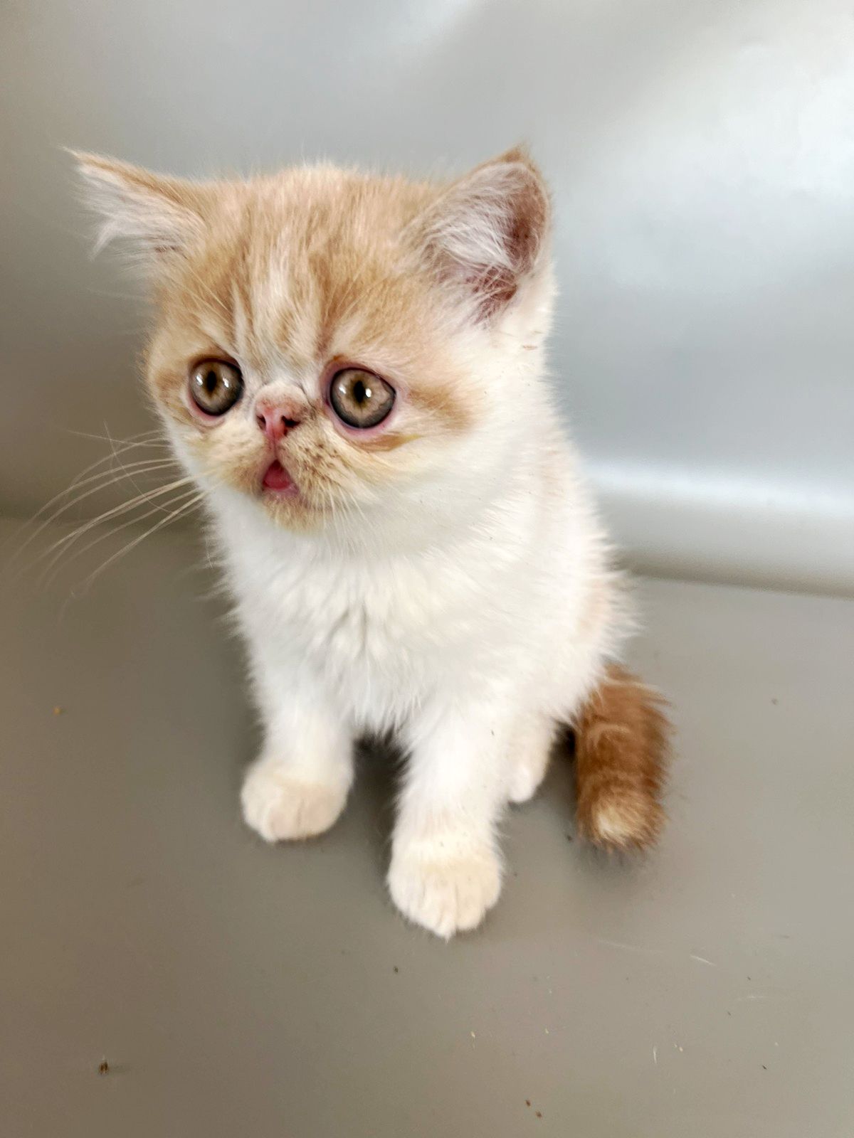 Кошенята екзотичні