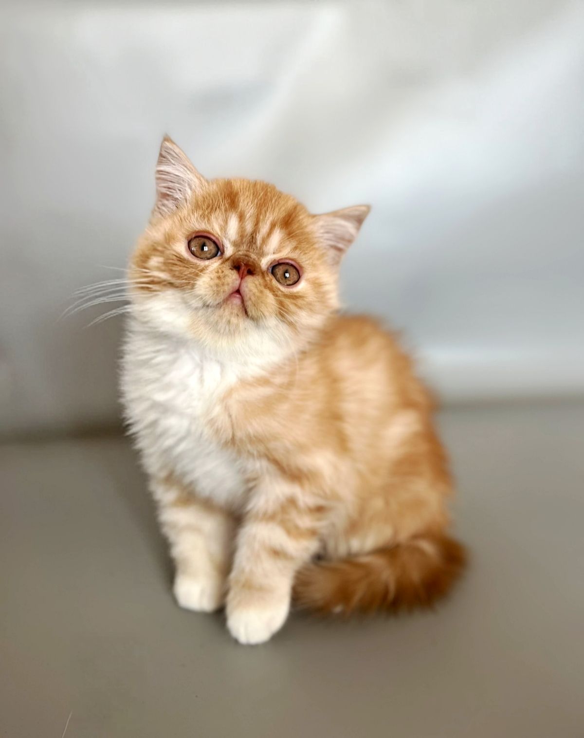 Кошенята екзотичні