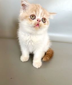 Кошенята екзотичні