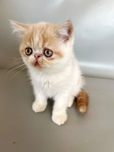 Кошенята екзотичні