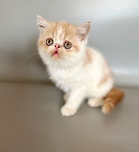 Кошенята екзотичні