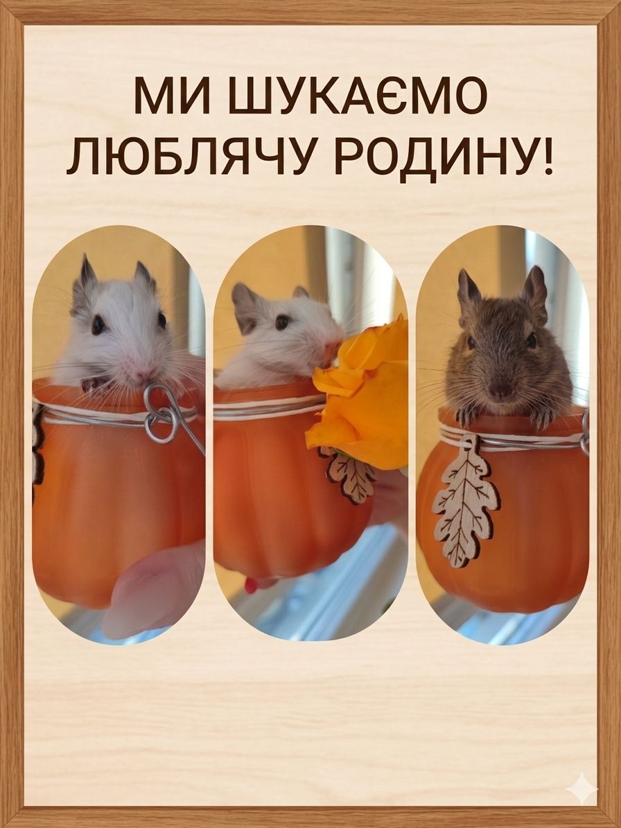 Маленькі білочки дегу шукають люблячу родину
