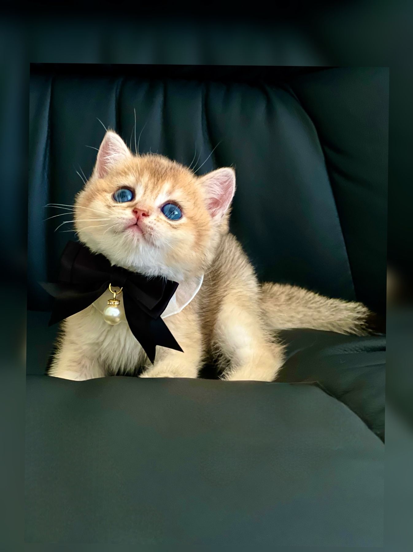 Британська золота шиншилла