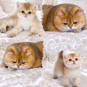 Британська золота шиншилла