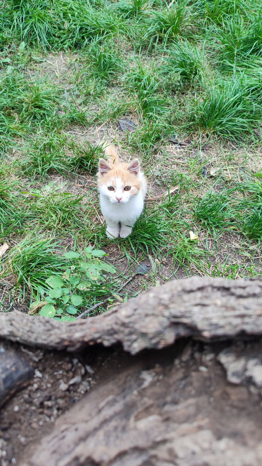 Котенок риже-беленький, мальчик