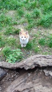 Котенок риже-беленький, мальчик